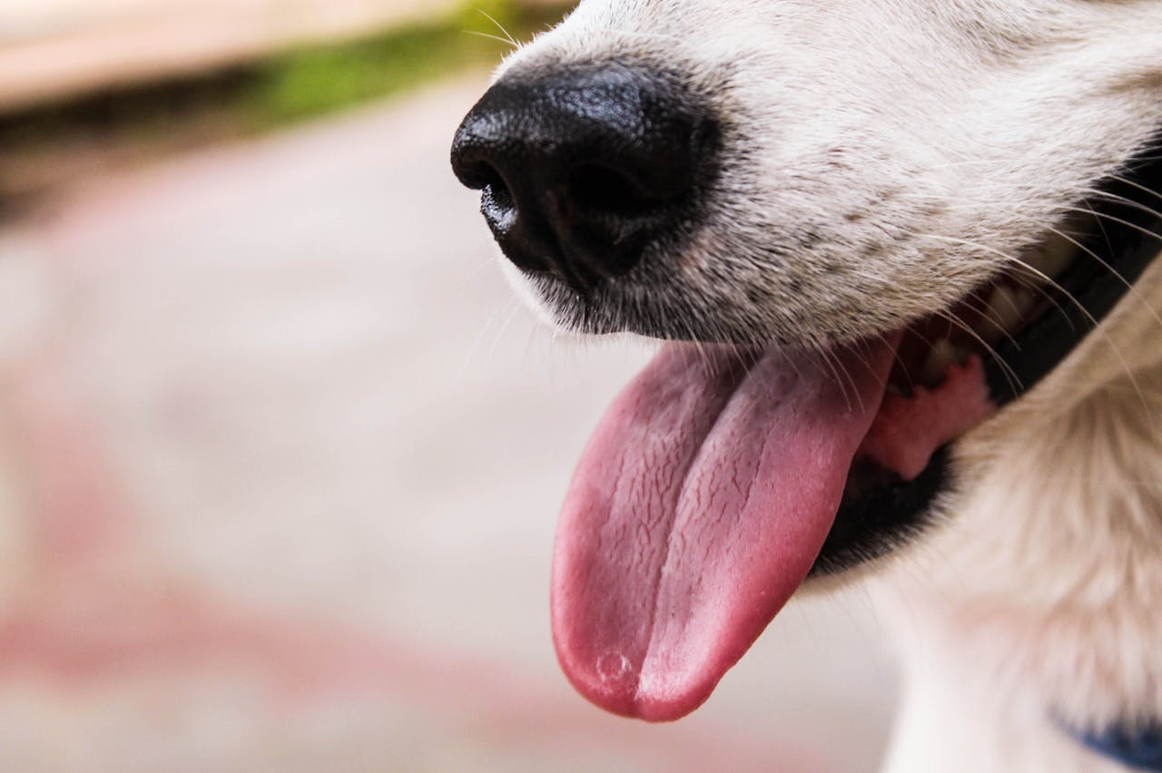 Close-up view of a dog's nose and tongue outdoors, perfect for pet and animal themes.